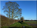 Tree and track near West Raynham, Norfolk