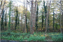 TM2143 : Brookhill Wood by N Chadwick