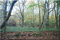TM2243 : Brookhill Wood by N Chadwick