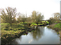 Willows growing beside the River Wensum