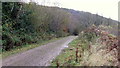 Track in Wentwood Forest