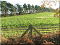 Sugar beet crop beside Primrose Lane