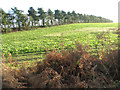 Windbreak in crop field