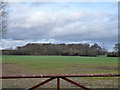 Wood near Longend Farm