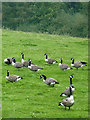 SJ9170 : Canada geese  south of Macclesfield, Cheshire by Roger  D Kidd