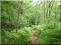 Path, Puttenham Common