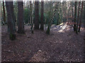 SU8365 : Pine woods near Heath lake by Alan Hunt