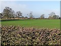 Winter trees around Sessay