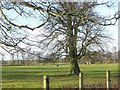 Wooded cattle pasture, south of Sessay