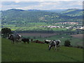 SJ2506 : Cattle grazing near Salvagog Dingle, Long Mountain by Colin Park