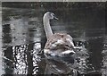 SD5176 : Cygnet on an icy Lancaster Canal by Karl and Ali