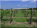 Vineyard at New Hall, Purleigh, Essex