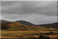 Mallard take flight at Blughasary