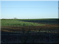 Crop field near The Grange