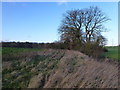 Drain and farmland west of Pear Tree Corner