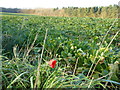 A lone Norfolk poppy flowering in December