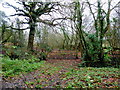 Woodland on the Cotswold scarp