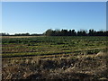 Crop field off the B1249