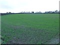 Emerging crop, Burton Moor