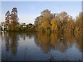 Weeping willows and exotic conifers, Twickenham riverside, December 2014