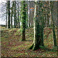 Beech wood by Highgate Lane, 2