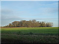 Small wood east of Horringer, Suffolk