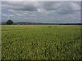 Downton - On Avon Valley Path, Field of wheat by Woodfalls Farm