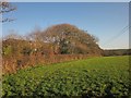 Field, Trehane