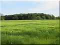 Winter barley, Christon Bank