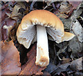 J3977 : Fungi, Redburn Country Park, Holywood - December 2014(6) by Albert Bridge