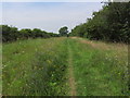 Wild flowers along the Viking Way, W of Wyville