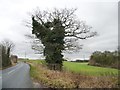 SE5119 : Ivy-clad tree, Bank Wood Road by Christine Johnstone