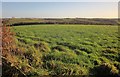 Field south of Treweatha