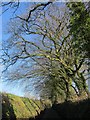 Lane near Lower Venton