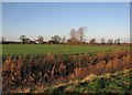 TL5564 : Swaffham Bulbeck Lode: reeds on the floodbanks, and a view by John Sutton