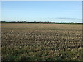 Stubble field, Cattleholmes