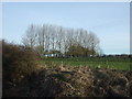 Grazing and trees, North Cattleholmes