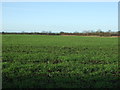 Crop field, Nafferton Carrs