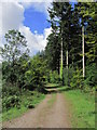 Forest track, East Wood, NW of Bodmin