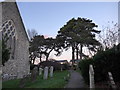 St Nicolas, Old Shoreham: churchyard (2)