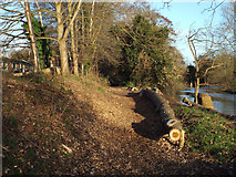SP2965 : Riverside Walk behind Mercia Way, without poplars, Warwick 2014, December 19 by Robin Stott