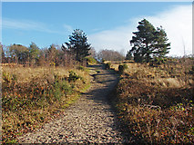 SU8359 : Sandy track, Yateley Common by Alan Hunt