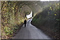 Taunton Deane : Country Lane