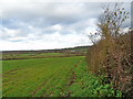 Wiltshire farmland