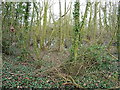 Small pool in a copse near Rodway Manor