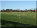 Grazing on the outskirts of Driffield