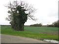 Fields north of the A11 road