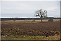 Fields at Redstone, near Burrelton