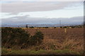 Fields at Myreside, near Wolfhill