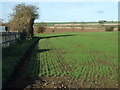 TA0458 : Crop field off National Cycle Route 1 by JThomas